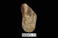 藏品(雲雀殼菜蛤)的圖片